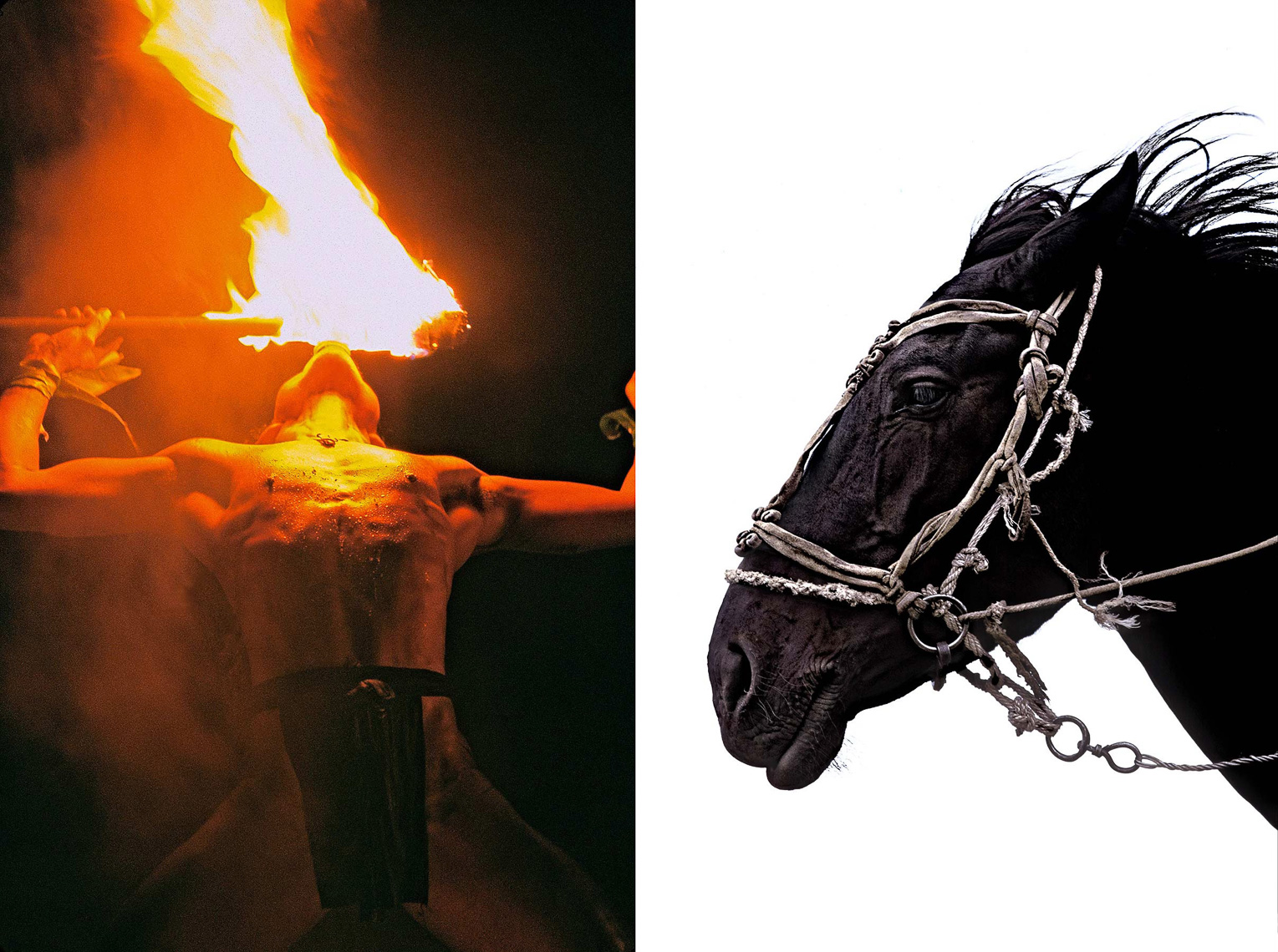 023-Fire-horse