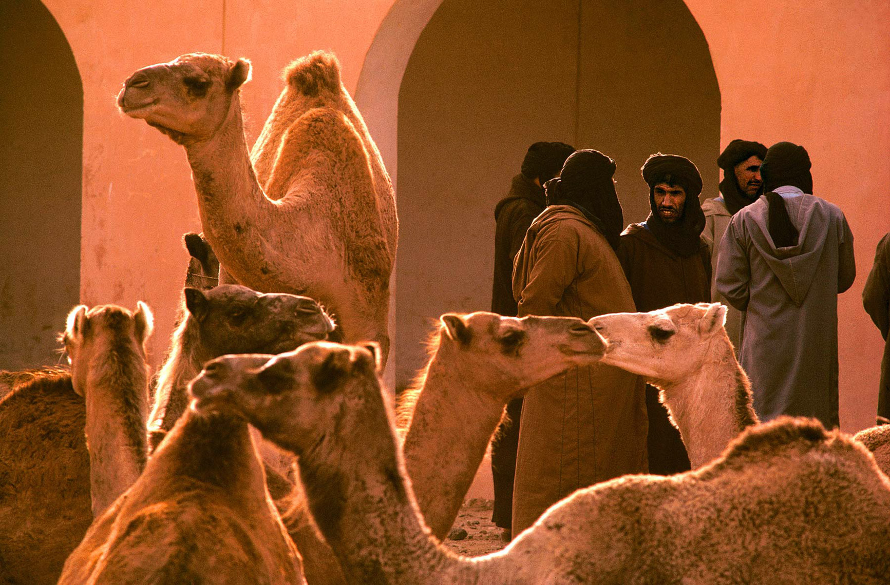 024-Camels-Morocco